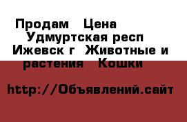 Продам › Цена ­ 1 000 - Удмуртская респ., Ижевск г. Животные и растения » Кошки   